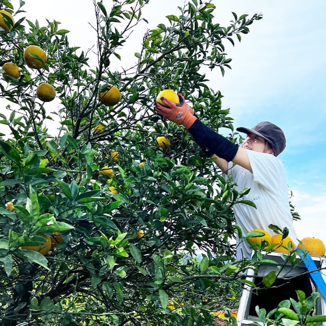 熊本産【農薬・化学肥料・除草剤】栽培前後不使用「ばんかんジューシー」約5キロ 食品/飲料/酒の食品(フルーツ)の商品写真