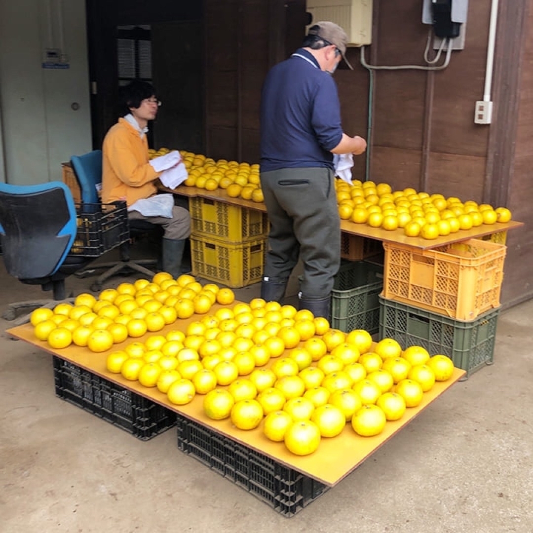 熊本産【農薬・化学肥料・除草剤】栽培前後不使用「ばんかんジューシー」約5キロ 食品/飲料/酒の食品(フルーツ)の商品写真