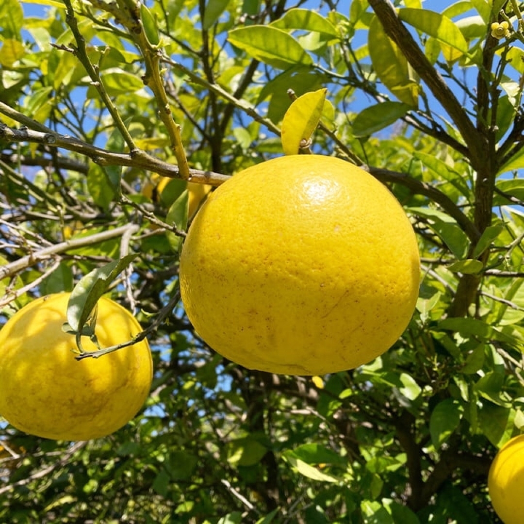 熊本産【農薬・化学肥料・除草剤】栽培前後不使用「ばんかんジューシー」約2キロ 食品/飲料/酒の食品(フルーツ)の商品写真