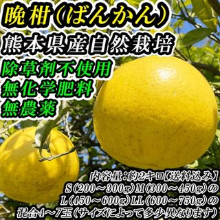 熊本産【農薬・化学肥料・除草剤】栽培前後不使用「ばんかんジューシー」約2キロ(フルーツ)