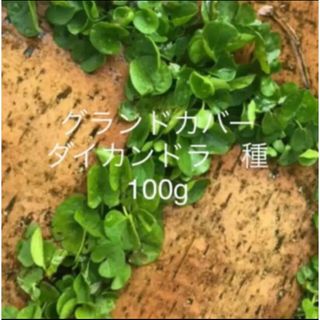 ダイカンドラ　ディコンドラ　種子　100g らくらくコーティング種子　苗　除草剤(その他)