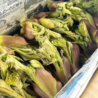 信州の春の山菜　天然物　長野県産品　たらの芽　約900g 常温発送(野菜)