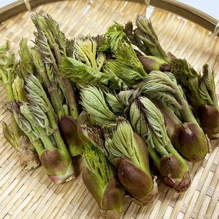 信州の旬の山菜　天然物　長野県　たらの芽　約700g  常温配送(野菜)