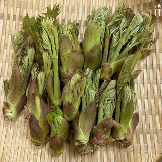 信州の春の山菜　天然物　長野県　たらの芽　約400g  常温配送(野菜)