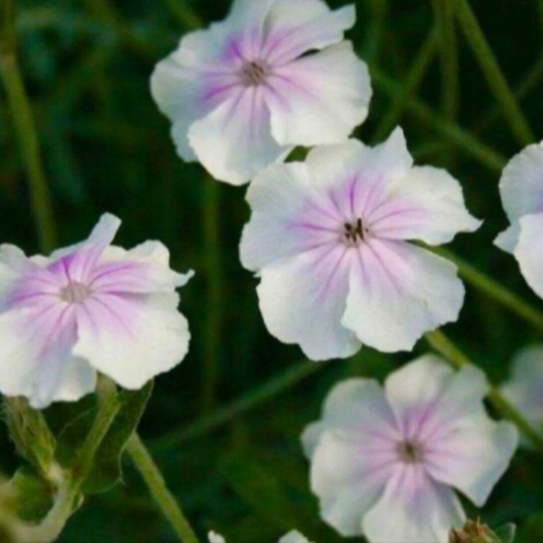 【毎年開花⠀】花の種  リクニス オキュラータ 種 多年草 宿根草 ハンドメイドのフラワー/ガーデン(その他)の商品写真