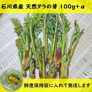 タラの芽 たらの芽 天然 山菜 石川県産 100g +α(野菜)