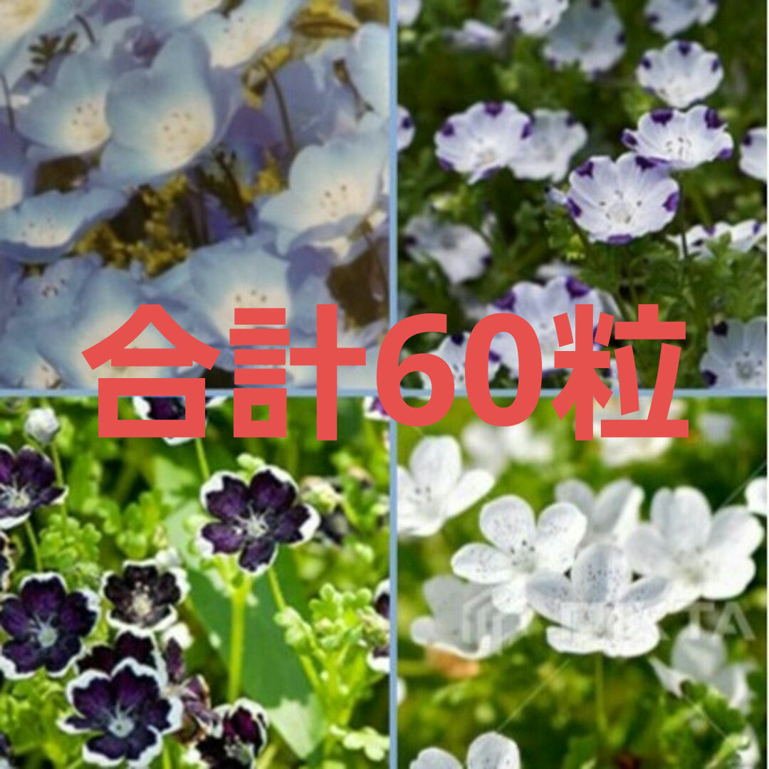 ネモフィラ種 4種類 ハンドメイドのフラワー/ガーデン(プランター)の商品写真