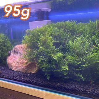 南米ウィローモス 95g 水草 完全無農薬(アクアリウム)