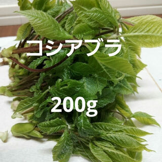天然 山菜 こしあぶら 約200g(こまかめ)(野菜)