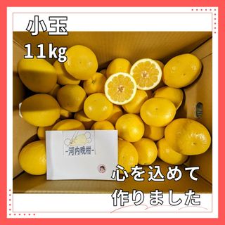 ★小玉　河内晩柑　11㎏箱込　美味しい　みかん 熊本産　ジューシーオレンジ(フルーツ)