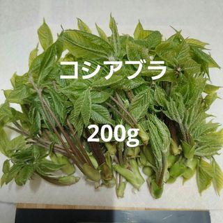 天然 山菜 こしあぶら 約200g(こまかめ)(野菜)