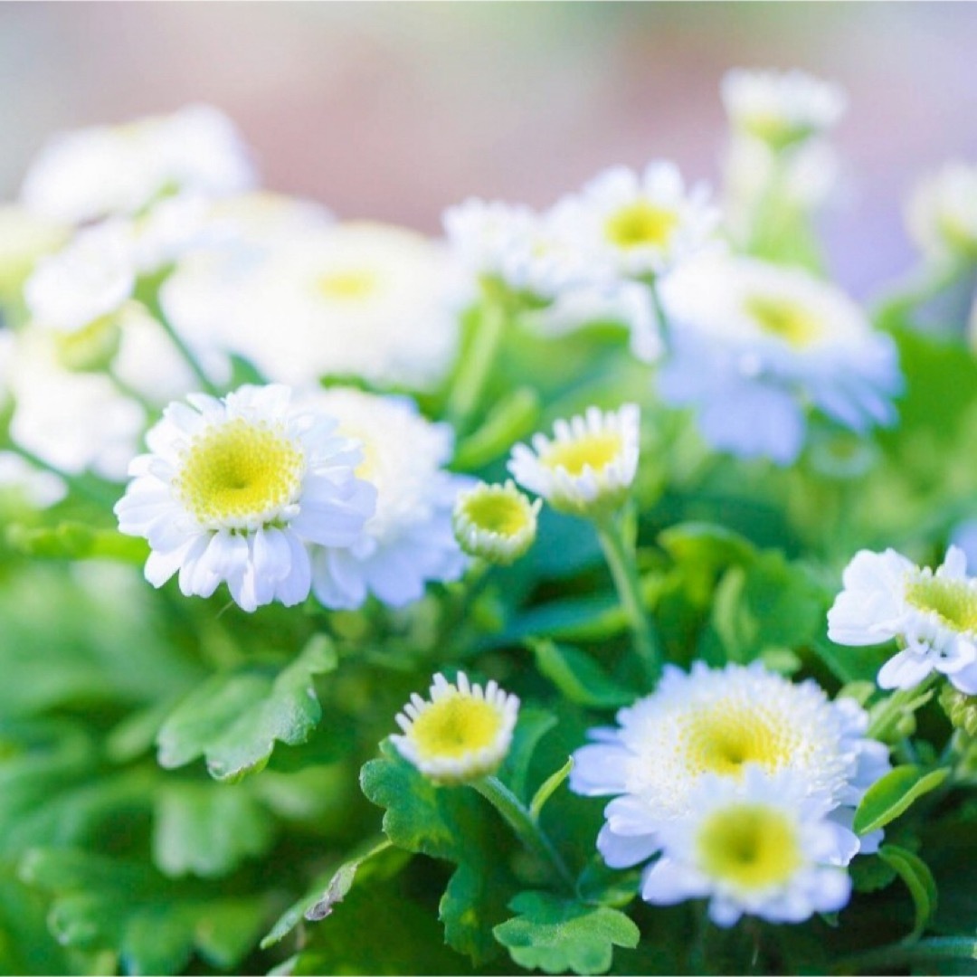 【花の種】マトリカリア ハーブの種子 約50粒！宿根草 切花 ドライフラワー ハンドメイドのフラワー/ガーデン(プランター)の商品写真