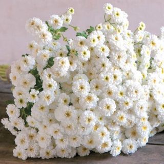 【花の種】マトリカリア ハーブの種子 約50粒！宿根草 切花 ドライフラワー