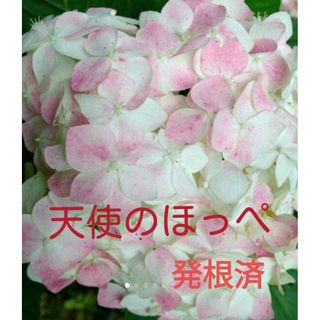 天使のほっぺ　紫陽花　根付き苗(プランター)