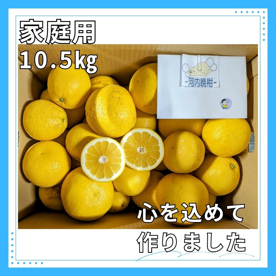 ★家庭用　河内晩柑　10.5㎏箱込　家庭用　みかん 熊本産　ジューシーオレンジ 食品/飲料/酒の食品(フルーツ)の商品写真