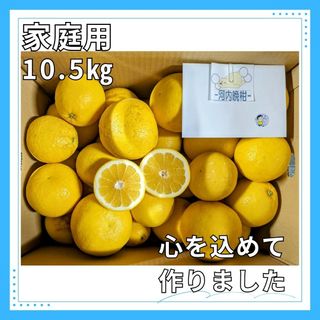 ★家庭用　河内晩柑　10.5㎏箱込　家庭用　みかん 熊本産　ジューシーオレンジ