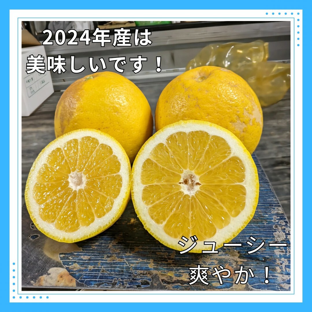 ★家庭用　河内晩柑　10.5㎏箱込　家庭用　みかん 熊本産　ジューシーオレンジ 食品/飲料/酒の食品(フルーツ)の商品写真