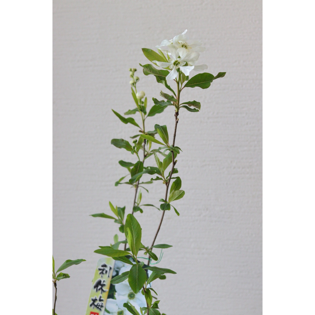 清楚な白いお花❤︎利休梅 ハンドメイドのフラワー/ガーデン(その他)の商品写真