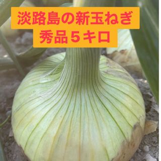 ★農家直送★淡路島の新玉ねぎ★秀品5キロ(野菜)