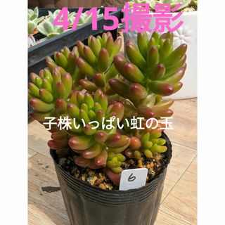 6♥子株いっぱい虹の玉♥ 根あり　多肉植物(プランター)