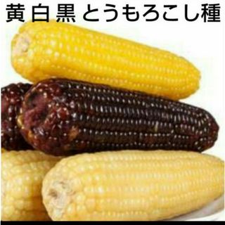 野菜　種　セット　トウモロコシ(その他)