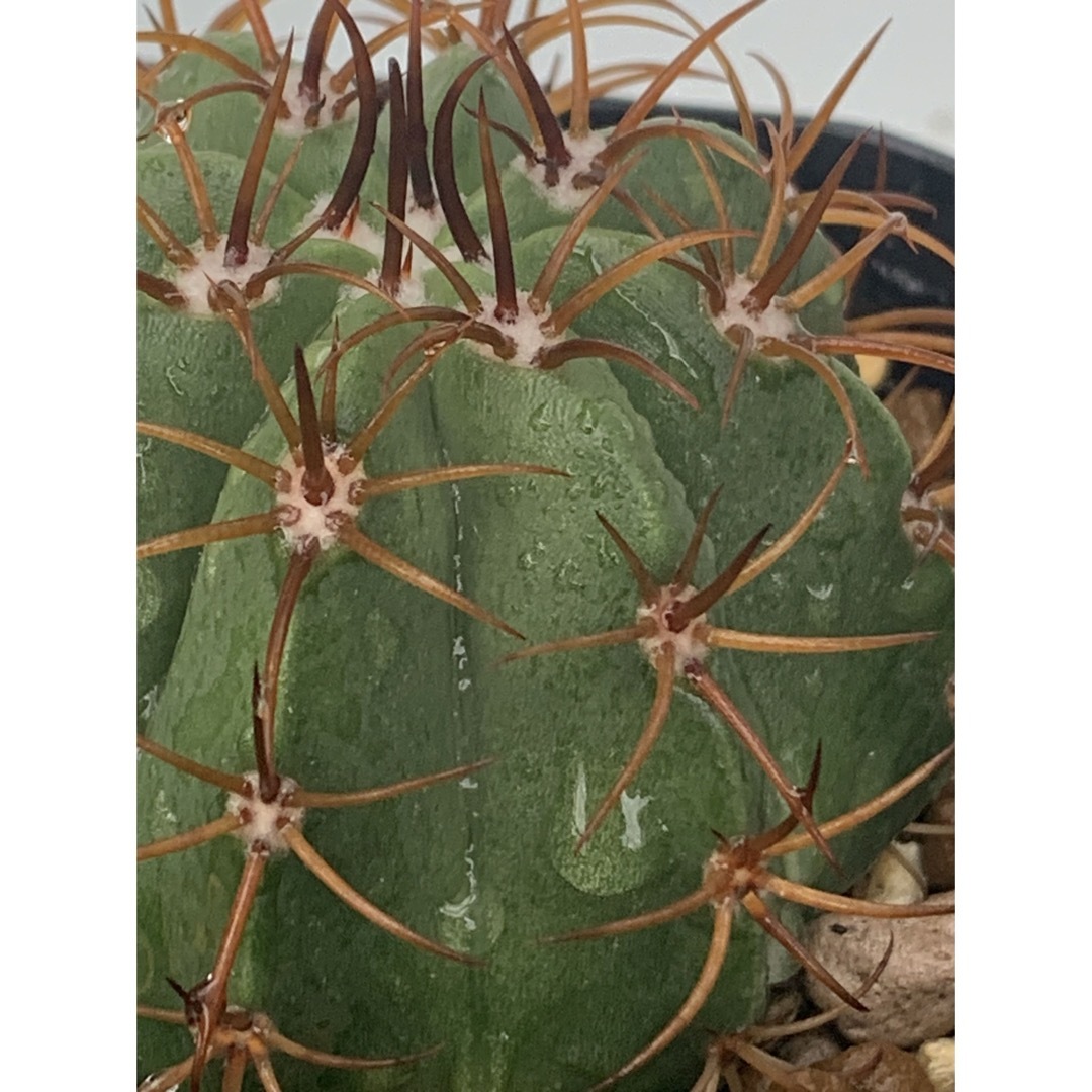 14 マタンザナス　鉢付　Melocactus matanzanus ハンドメイドのフラワー/ガーデン(プランター)の商品写真