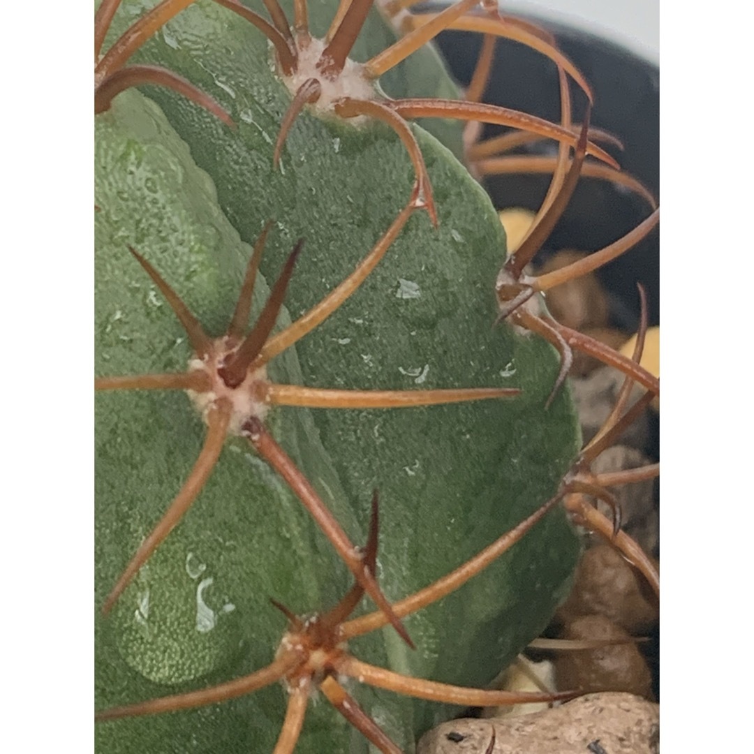 14 マタンザナス　鉢付　Melocactus matanzanus ハンドメイドのフラワー/ガーデン(プランター)の商品写真