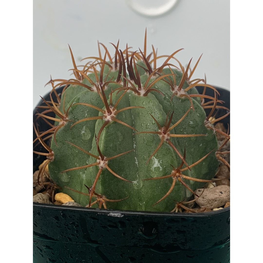 14 マタンザナス　鉢付　Melocactus matanzanus ハンドメイドのフラワー/ガーデン(プランター)の商品写真