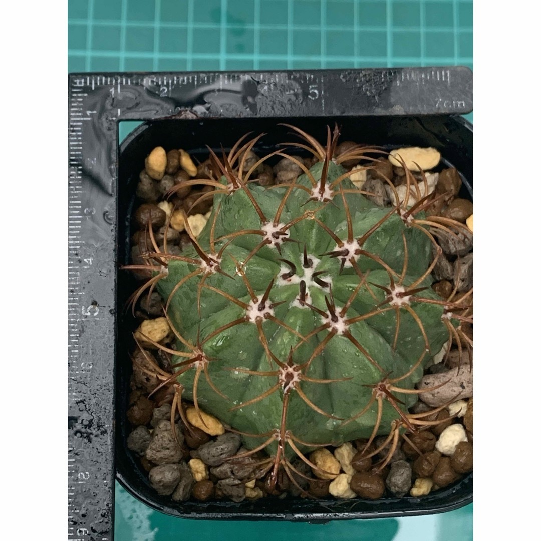 14 マタンザナス　鉢付　Melocactus matanzanus ハンドメイドのフラワー/ガーデン(プランター)の商品写真
