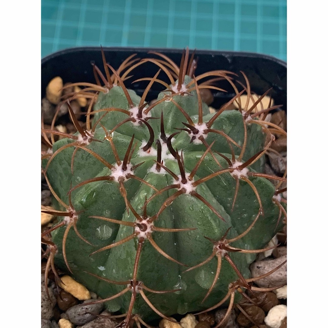 14 マタンザナス　鉢付　Melocactus matanzanus ハンドメイドのフラワー/ガーデン(プランター)の商品写真