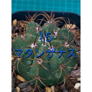 14 マタンザナス　鉢付　Melocactus matanzanus(プランター)