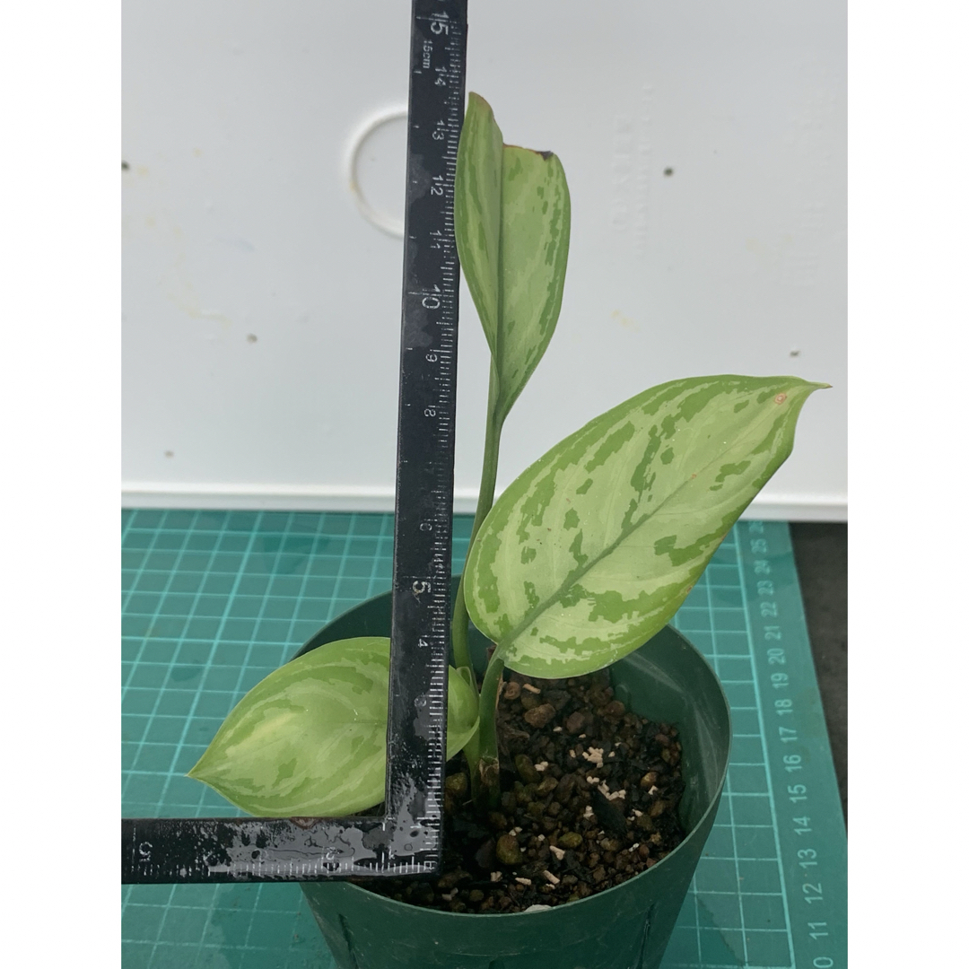 14 シルバークイーン　抜き苗　Aglaonema Silver Queen ハンドメイドのフラワー/ガーデン(その他)の商品写真