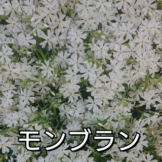 【ネコポス】芝桜 モンブラン根付き苗１０本(その他)