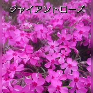 【ネコポス】芝桜 ジャイアントローズ根付き苗１０本(その他)