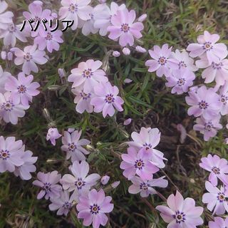 【ネコポス】芝桜 ババリア根付き苗１０本(その他)