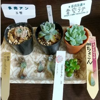 多肉植物　小苗＆葉挿しセット　ちょこん　玉響　青空ラテ　レッドランタン　人気品種(その他)