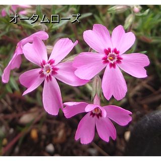 【ネコポス】芝桜 オータムローズ根付き苗１０本(その他)