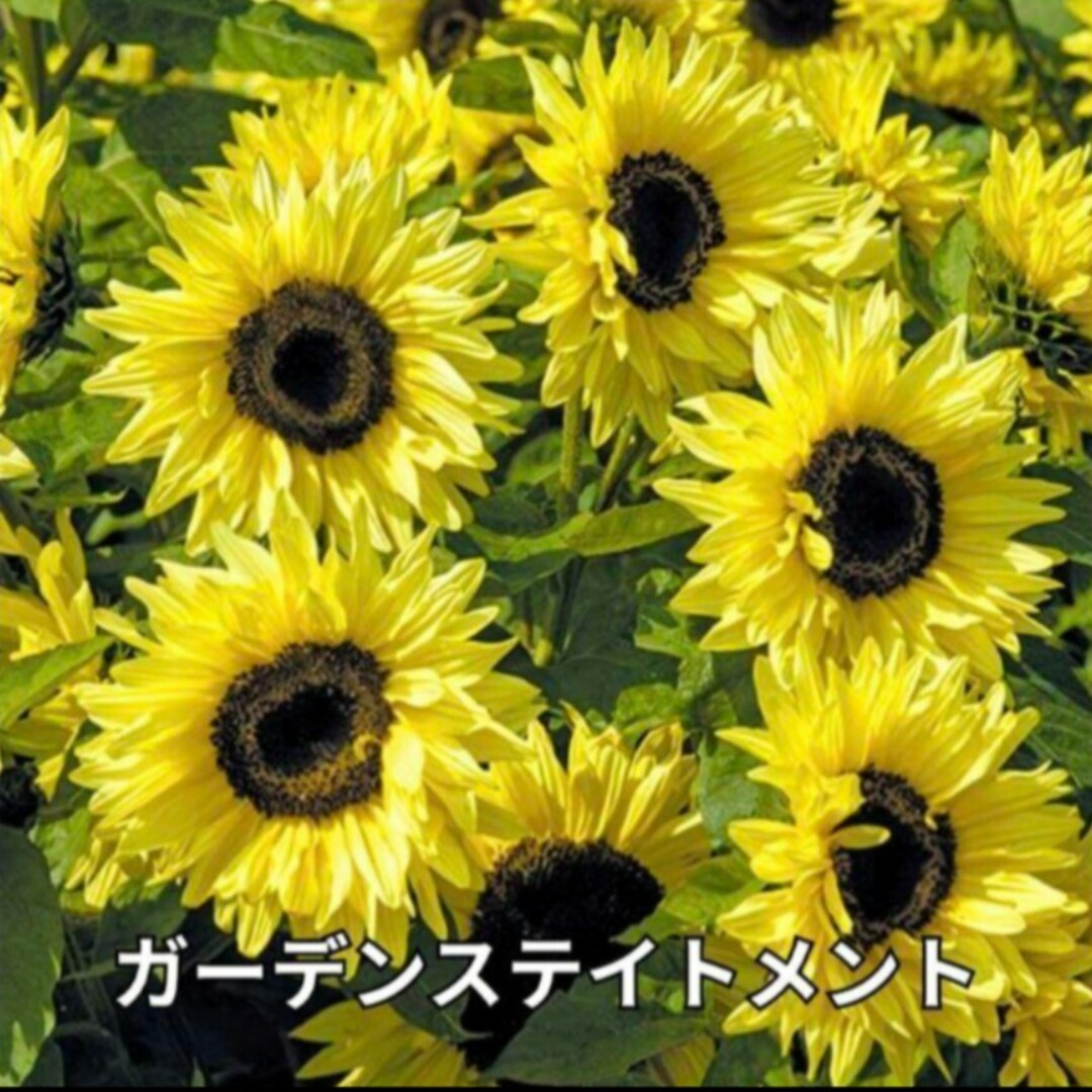 花の種 ひまわり 種 ミックス種 5種類 向日葵 ハンドメイドのフラワー/ガーデン(その他)の商品写真
