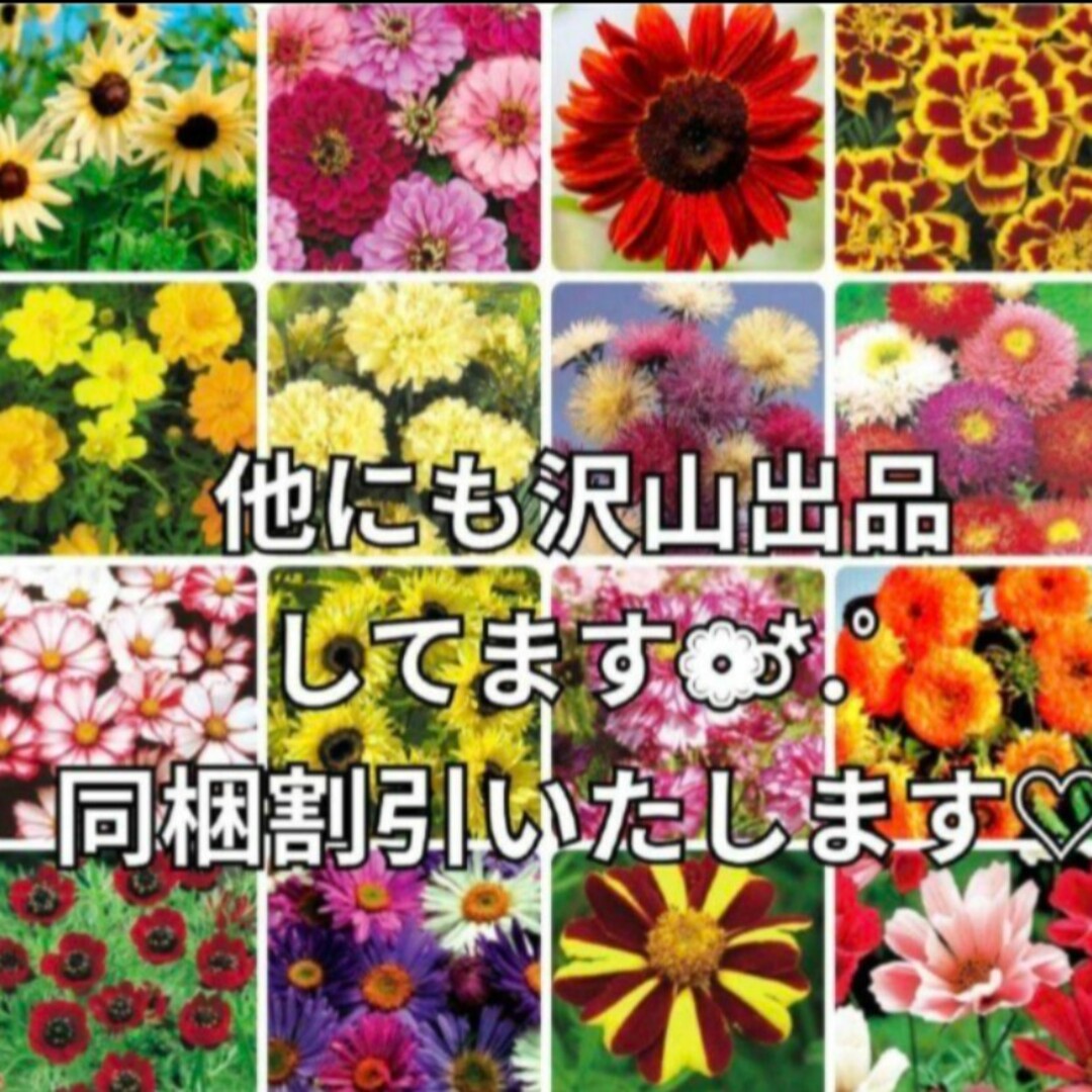 花の種 ひまわり 種 ミックス種 5種類 向日葵 ハンドメイドのフラワー/ガーデン(その他)の商品写真