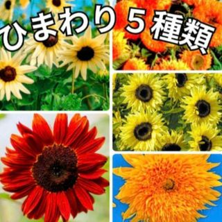 花の種 ひまわり 種 ミックス種 5種類 向日葵(その他)