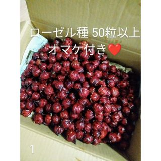 ハイビスカス ローゼル 種 50粒以上 オマケ付き☆*。(その他)