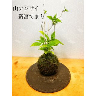 ★山アジサイ　新宮手まりの苔玉★生々★母の日★(その他)