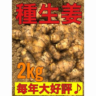 種生姜2kg(野菜)