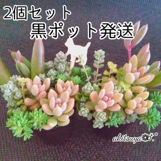 2個セット ポットごと発送 姫秀麗 多肉植物(その他)