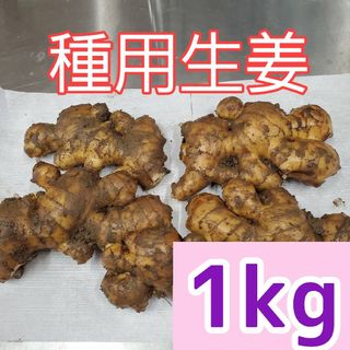 種生姜(200～300g)1キロ(野菜)