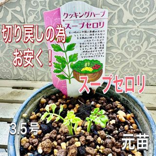 スープセロリ　苗　コンパクト使い易い　スープの香りづけに最適　サラダ　おひたし(その他)