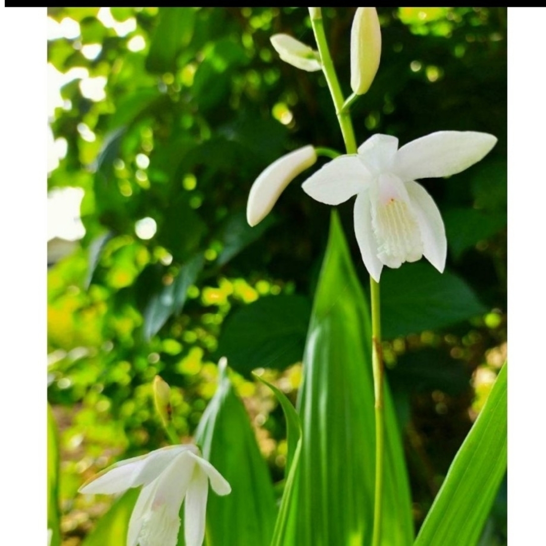 シラン　白花　シロバナシラン　2本（2芽） ハンドメイドのフラワー/ガーデン(プランター)の商品写真