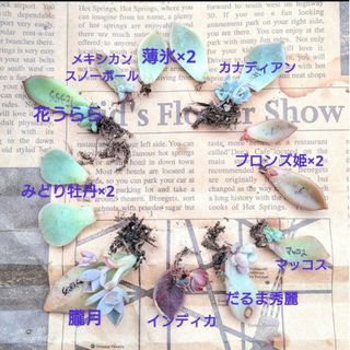 【多肉植物】 発芽済み 葉挿し 10種 Cセット(カナディアン、ブロンズ姫)(その他)