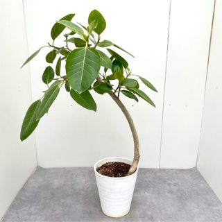 フィカス　アルテシマ　曲がり　5【現品】観葉植物　室内(その他)