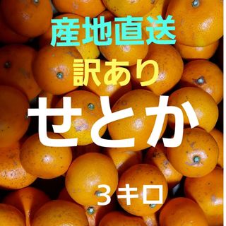 産地直送❕ 香川県産 訳ありせとか ３キロ